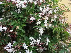 Jasminum polyanthum