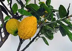 Citrus medica (« Cédrat »)