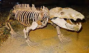 Squelette d'un Chiniquodon theotonicus.