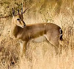 Chinkara, Gazelle indienne (femelle)