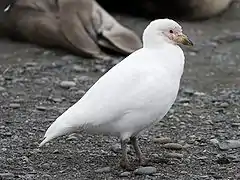 Description de l'image Chionis blanc - Pale-faced Sheathbill.jpg.