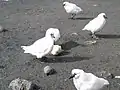 Chionis minor se nourrissant sur un œuf de manchot royal (île de la Possession).