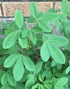 Description de l'image Chipilín (Crotalaria longirostrata).jpg.