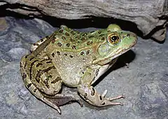 Description de l'image Chiricahua leopard frog 01.jpg.