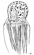 Chirodectes maculatus