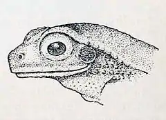 Description de l'image Chiromantis simus in Annandale 1915.jpg.