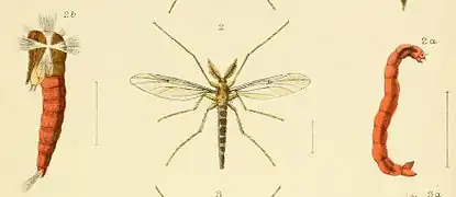 Chironomus zealandicus.