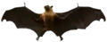 Une chauve-souris