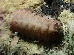 Un chiton non déterminé (ordre des Lepidopleurida)