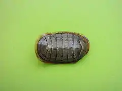 Chiton marmoratus.