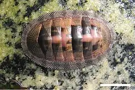 Chiton cumingsii.