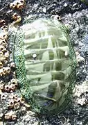 Chiton glaucus.