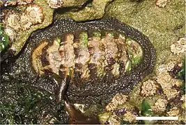 Chiton granosus.