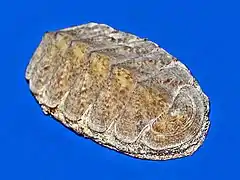 Chiton olivaceus.