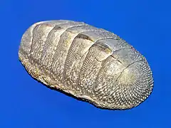 Chiton squamosus.