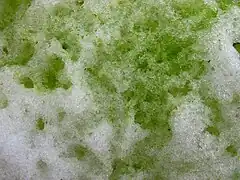 Détail d'algue des neiges vert.