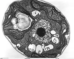 photographie prise par microscopie électronique en  transmission permettant d'observer la répartition du chloroplaste dans quasiment la totalité du cytoplasme