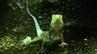 Ménagerie du jardin des plantes - Paris/France