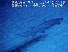 Un requin-lézard nageant dans l'eau sombre au-dessus du sable ; les étiquettes indiquent qu'elle a été prise le 26 août 2004 à une profondeur de 873 m, une température de 4,3 degrés Celsius, et une salinité de 35.