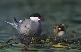 Vue d'un oiseau, haut de tête noir, bas blanc, accompagné d'un oisillon.