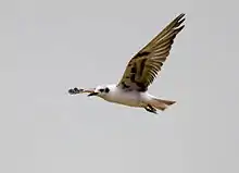 Une guifette leucoptère (Chlidonias leucopterus) en plein vol