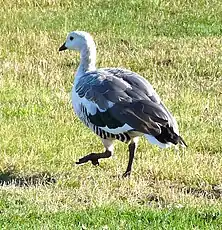 Ouette de Magellan mâle (Chloephaga picta)