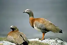 Ouettes à tête grise (Chloephaga poliocephala)