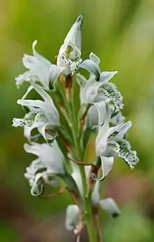 Photographie en couleurs à très faible focale de quelques fleurs blanches striées de vert foncé, disposées en épi