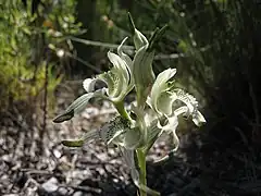 Description de l'image Chloraea volkmanni 001.jpg.