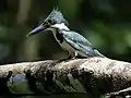 Femelle (Costa Rica)