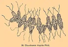 Chlorodesmos hispida.