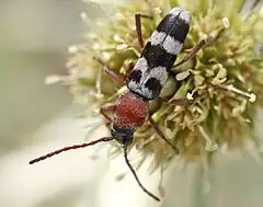 Chlorophorus trifasciatus (Fabricius, 1781)