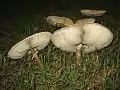 Chlorophyllum molybdites matures