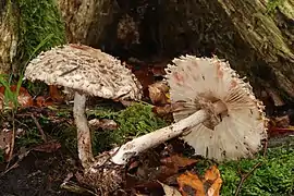 Chlorophyllum rhacodes