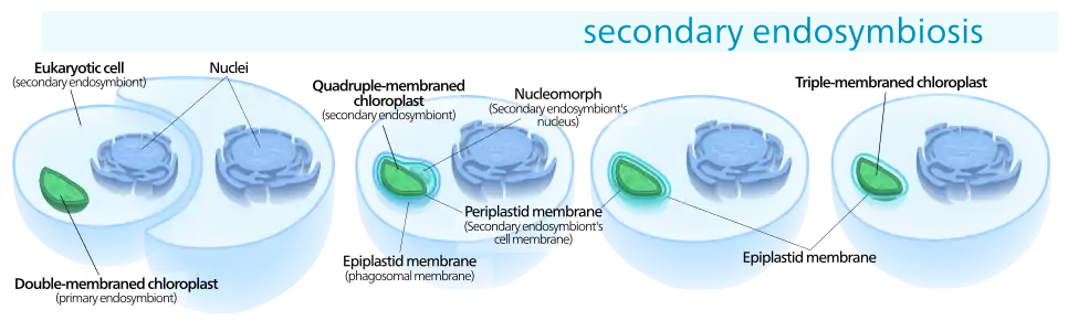 Schéma d'une endosymbiose secondaire
