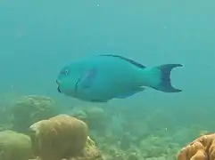 Un poisson-perroquet vert (Chlorurus enneacanthus)