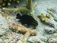 Un poisson-perroquet bossu bleu (Chlorurus gibbus) juvénile?