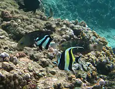 Deux poissons-perroquets brûlés (Chlorurus sordidus) en stade initial, derrière une demoiselle et une idole des Maures.