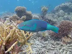 Un poisson-perroquet brûlé (Chlorurus sordidus)