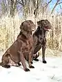 Labradors de couleur foie (à gauche) et chocolat (à droite)