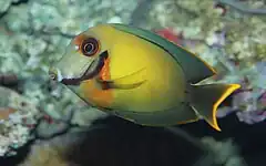 Description de l'image Chocolate tang - Acanthurus pyroferus.jpg.