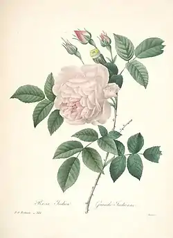 Image illustrative de l’article Choix des plus belles fleurs