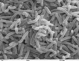 Image illustrative de l’article Trois mille ans chez les microbes