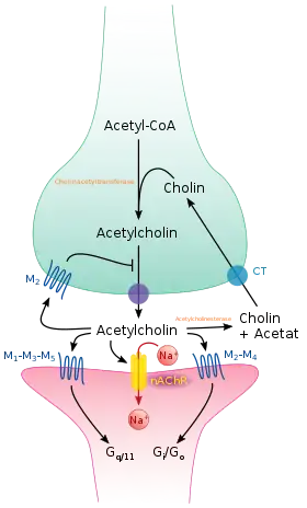 Synapse chlolinergique