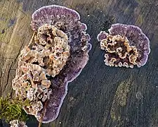 Basidiomycota - Meruliaceae, espèce Chondrostereum purpureum