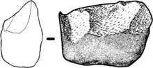 Galet aménagé du gisement de Dmanissi, de type Oldowayen (env. 1.8 Ma, Homo georgicus).