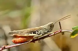 Criquet en gros plan à tête et thorax marron, et abdomen rouge, sur une branche.