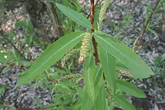 Description de l'image Chosenia arbutifolia leaves and catkins.jpg.