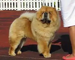 Chow-chow.