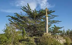 Vue d'une croix de chemin et un cyprès près de la cathédrale Saint-Pierre-et-Saint-Paul de Maguelone.